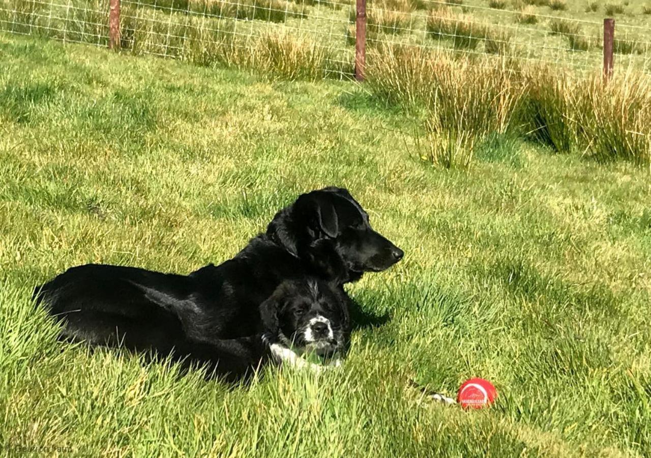 The Barn At Geufron Farm - Dog Friendly - Nr Tywyn Villa Bryn-crug Exterior foto